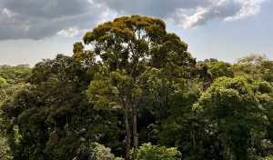 Minding the Gap on Tropical Forest Carbon